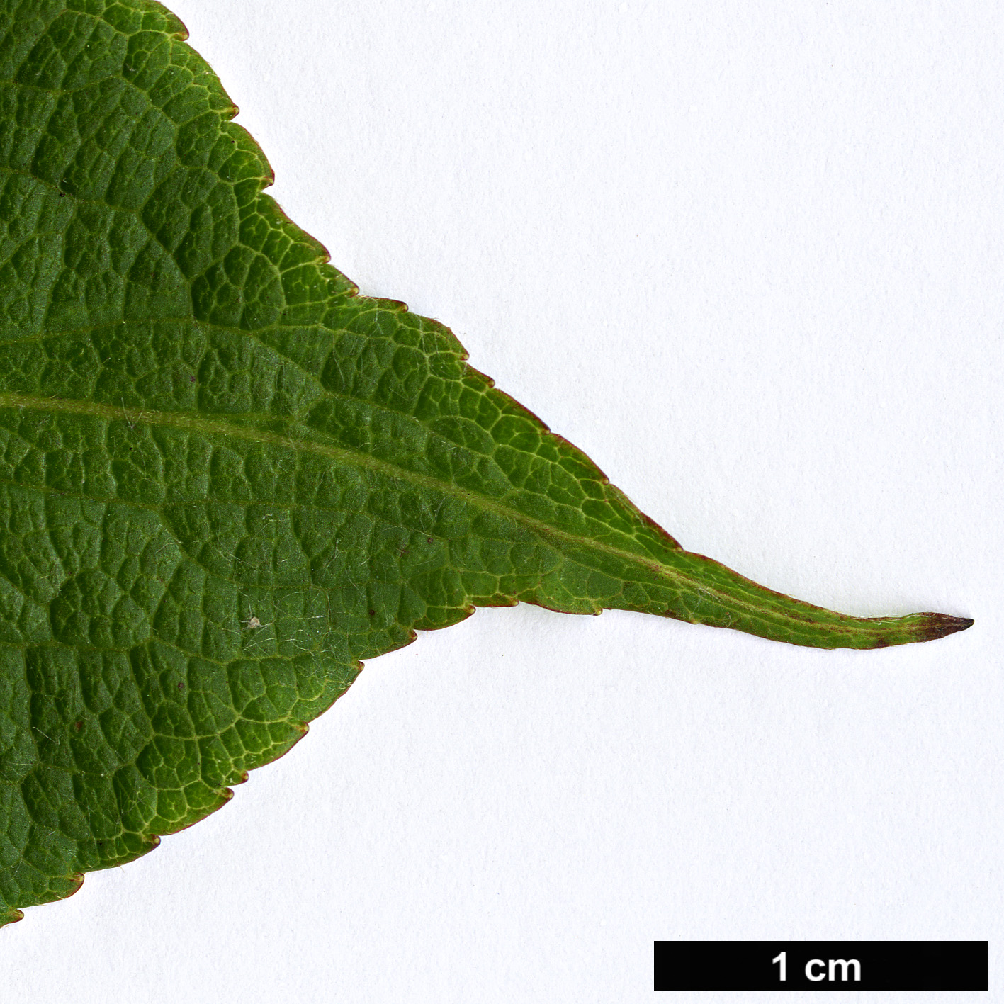 High resolution image: Family: Caprifoliaceae - Genus: Weigela - Taxon: japonica - SpeciesSub: var. sinica